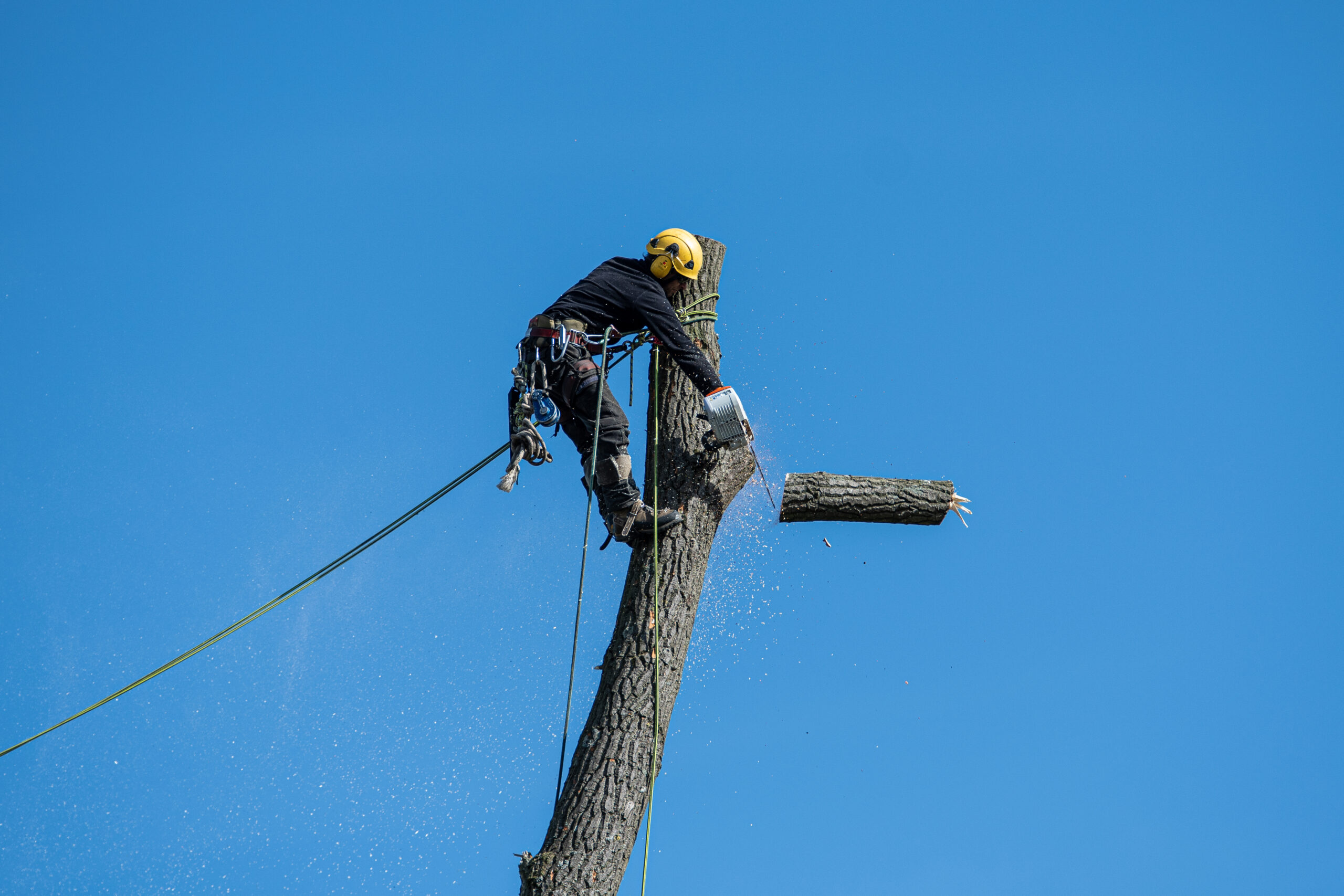What equipment is used in tree removal?