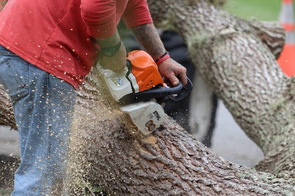 How to choose a good tree removal service